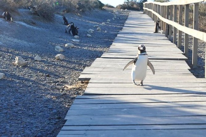 Punta Tombo - Full Day Tour or Shore Excursion - Key Points