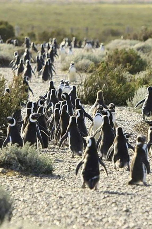 Punta Tombo: Memorable Wildlife Adventure in Puerto Madryn - Key Points