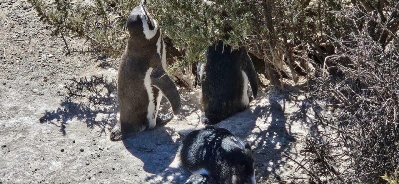 Punta Tombo: Memorable Wildlife Adventure in Puerto Madryn - Punta Tombo Reserve