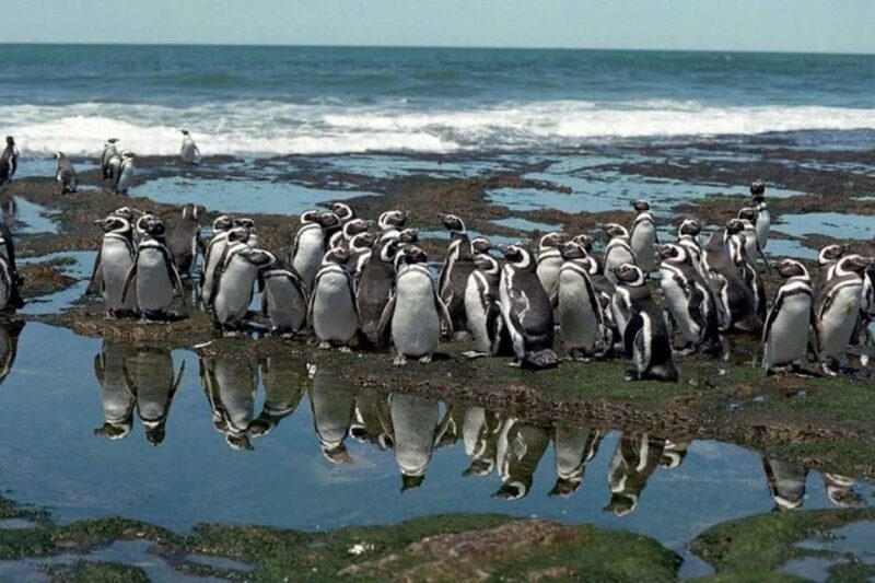 Punta Tombo: Memorable Wildlife Adventure in Puerto Madryn - Educational Highlights