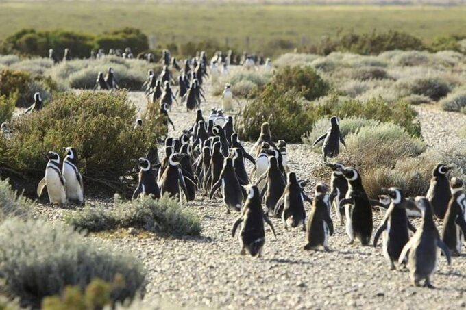 Punta Tombo: Memorable Wildlife Adventure in Puerto Madryn - Frequently Asked Questions