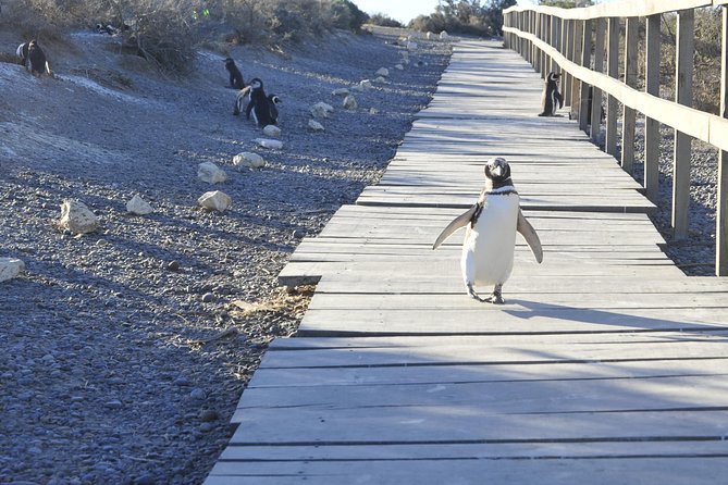 Punta Tombo Penguin Colony From Puerto Madryn With Optional Toninas Watching - Puerto Rawson Stop