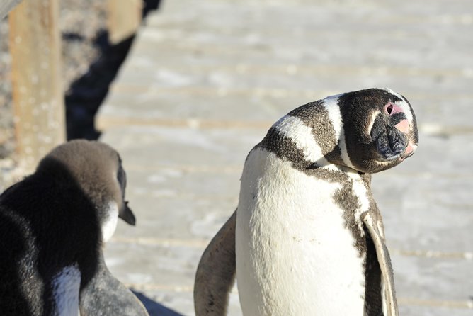 Punta Tombo Penguin Colony From Puerto Madryn With Optional Toninas Watching - Inclusion and Transportation