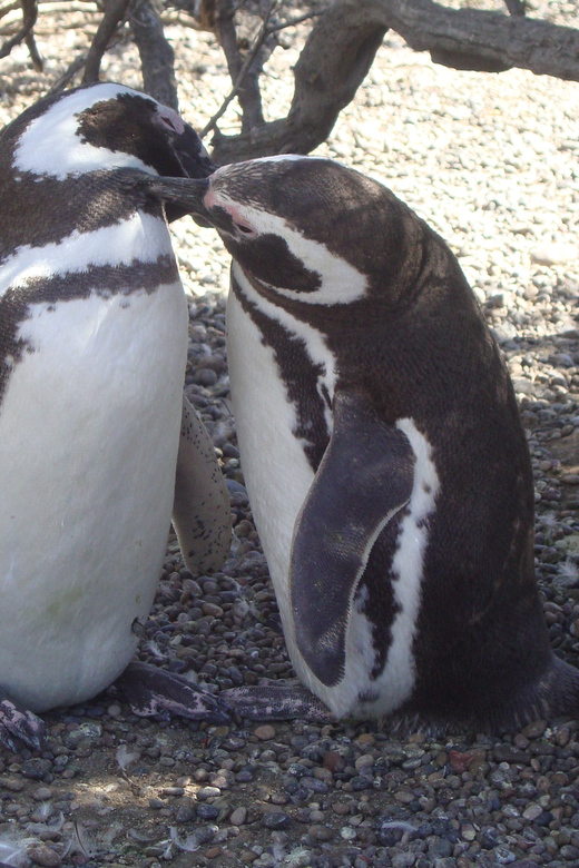 Punta Tombo Penguin Tour & Optional Tonina Watching - Key Points