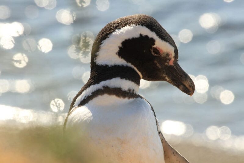 Punta Tombo Penguin Tour & Optional Tonina Watching - Experience Highlights