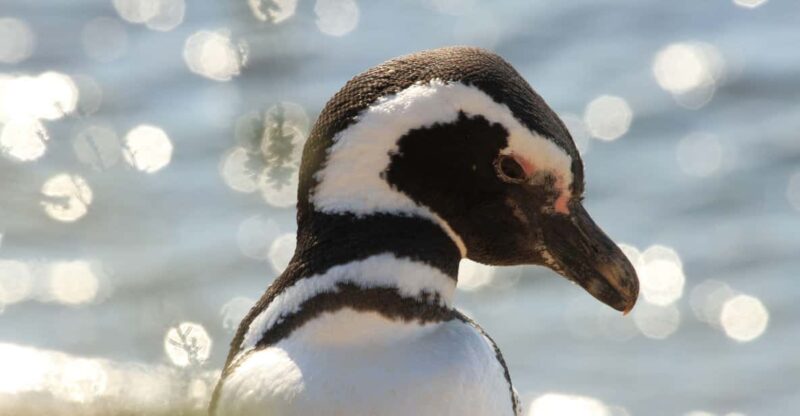 Punta Tombo Penguin Tour & Optional Tonina Watching - Itinerary Details
