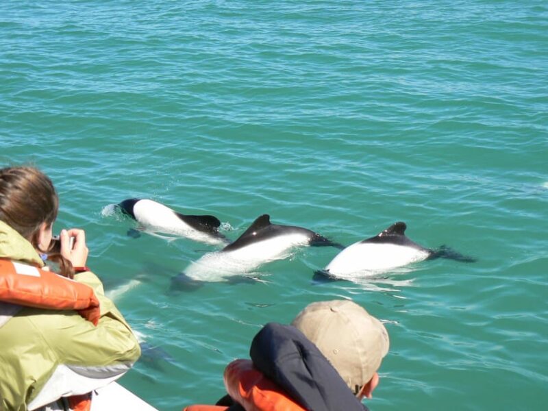 Punta Tombo Penguin Tour & Optional Tonina Watching - Important Information
