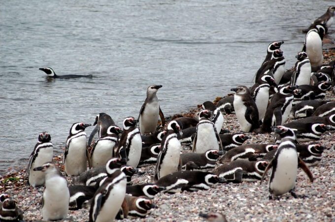 Punta Tombo Penguin Tour & Optional Tonina Watching - Customer Reviews Summary