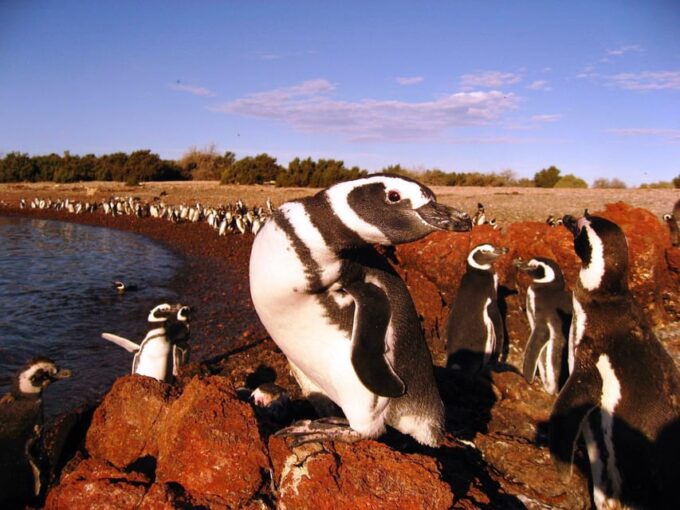 Punta Tombo Penguin Tour & Optional Tonina Watching - Frequently Asked Questions