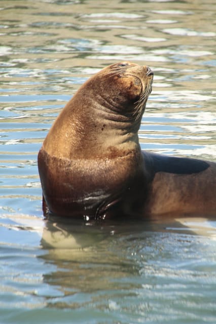 Punta Tombo + Rawson + Isla Escondida From Puerto Madryn/Rel - Itinerary Highlights