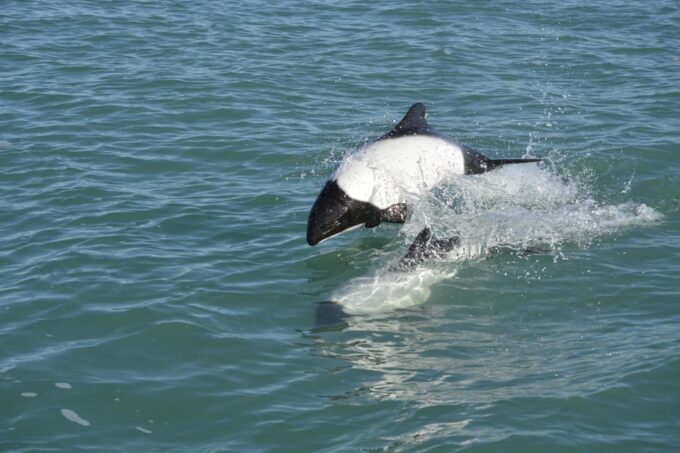 Punta Tombo + Rawson + Isla Escondida From Puerto Madryn/Rel - Observation of Elephant Seals