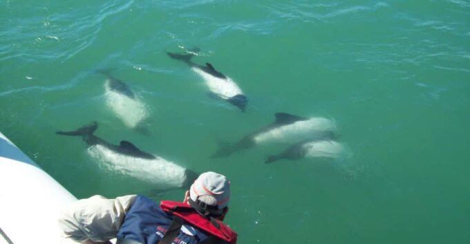 Punta Tombo + Rawson + Isla Escondida From Puerto Madryn/Rel - Optional Dolphin-Watching Activity