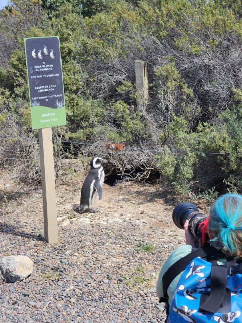 Punta Tombo Shore Excursion Box Lunch and Tickets Included - Itinerary and Experience
