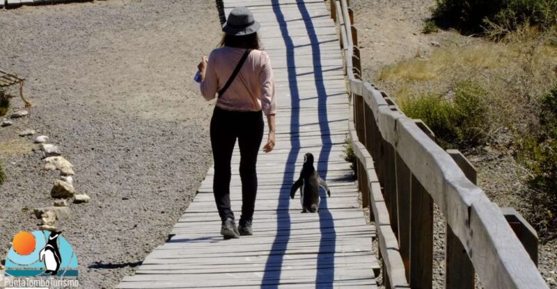 Punta Tombo: Shore Excursion for Cruise Passengers - Pricing and Availability