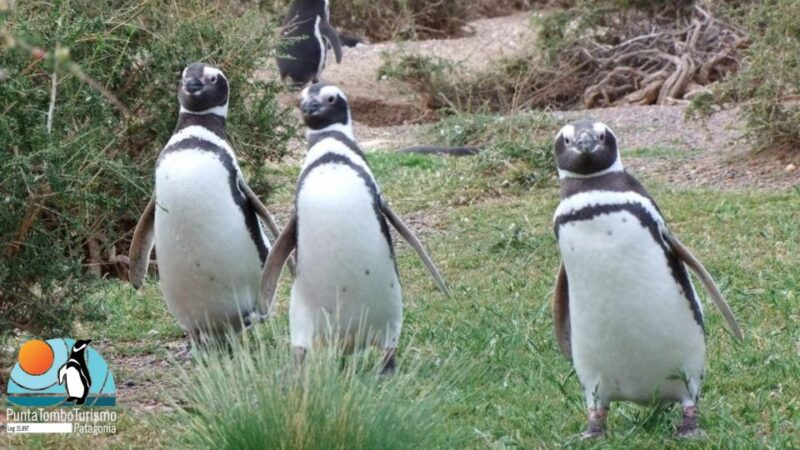Punta Tombo: Shore Excursion for Cruise Passengers - Itinerary and Highlights