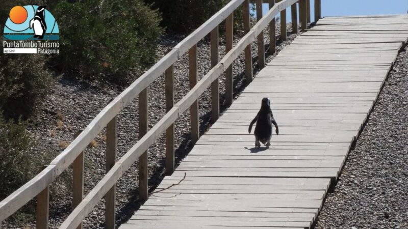 Punta Tombo: Shore Excursion for Cruise Passengers - Meeting Point and Preparations