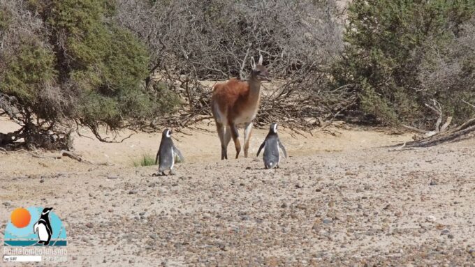 Punta Tombo: Shore Excursion for Cruise Passengers - Booking and Cancellation Policy
