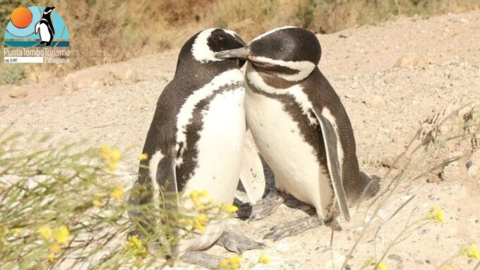 Punta Tombo: Shore Excursion for Cruise Passengers - Frequently Asked Questions