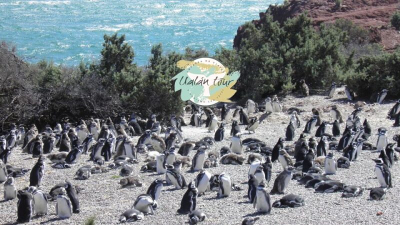 Punta Tombo: Shore Excursion for Cruise Passengers - Itinerary and Experience