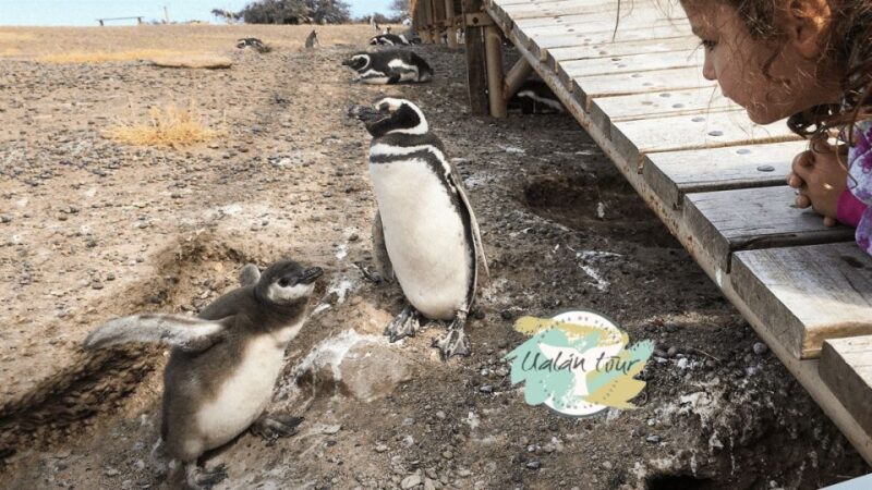 Punta Tombo: Shore Excursion for Cruise Passengers - Important Details and Restrictions