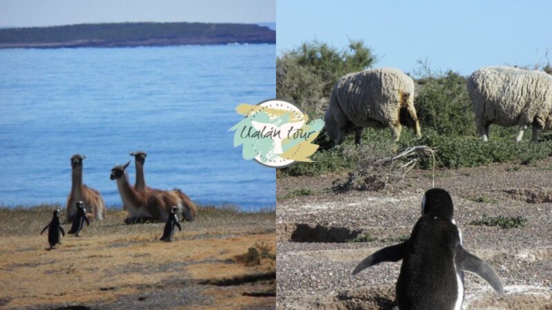 Punta Tombo: Shore Excursion for Cruise Passengers - Customer Feedback and Ratings