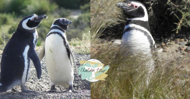 Punta Tombo: Shore Excursion for Cruise Passengers - Respecting Wildlife and Habitat