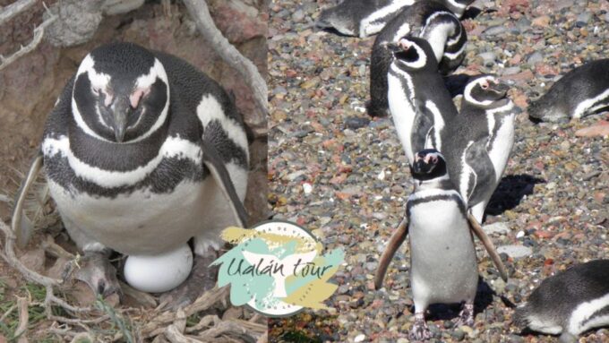 Punta Tombo: Shore Excursion for Cruise Passengers - Frequently Asked Questions