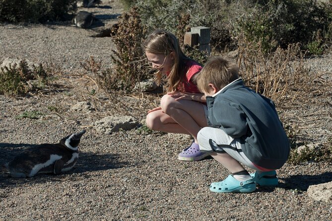Punta Tombo Shore Excursion W/Box Lunch(Shared Tour for Cruises) - Wildlife Experience