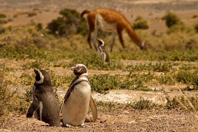 Punta Tombo Shore Excursion W/Box Lunch(Shared Tour for Cruises) - Tour Experience