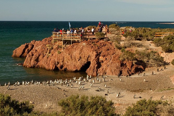 Punta Tombo Shore Excursion W/Box Lunch(Shared Tour for Cruises) - Reviews and Feedback