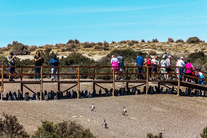 Punta Tombo Shore Excursion W/Box Lunch(Shared Tour for Cruises) - Meeting Point and Pickup