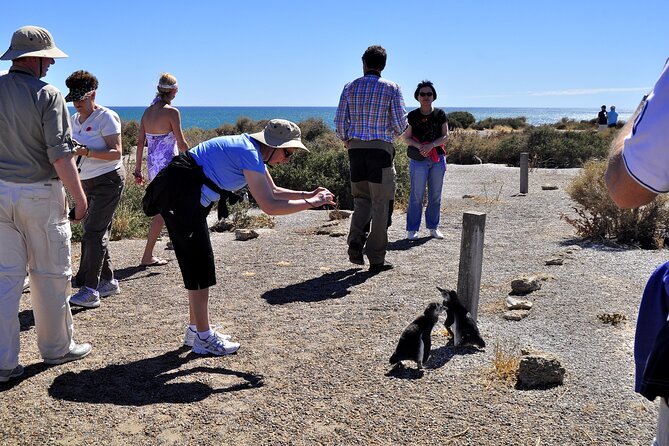 Punta Tombo Shore Excursion W/Box Lunch(Shared Tour for Cruises) - Cancellation Policy