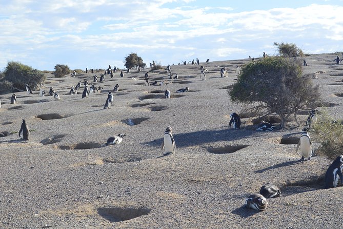 Punta Tombo Tour, the Penguin Experience - Tour Overview