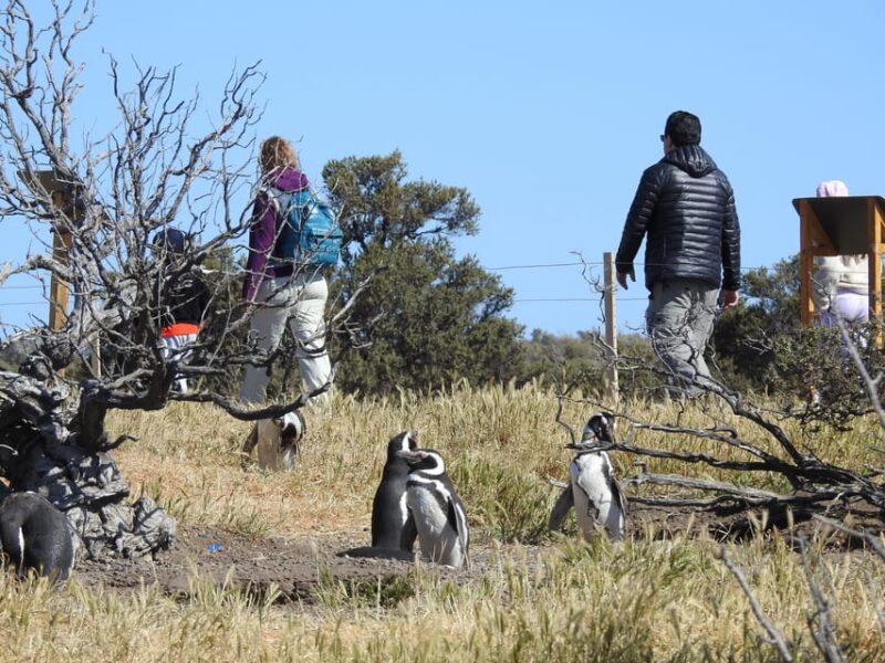 Punta Tombo With Puerto Madryn Shore Excursions Tours - Key Points