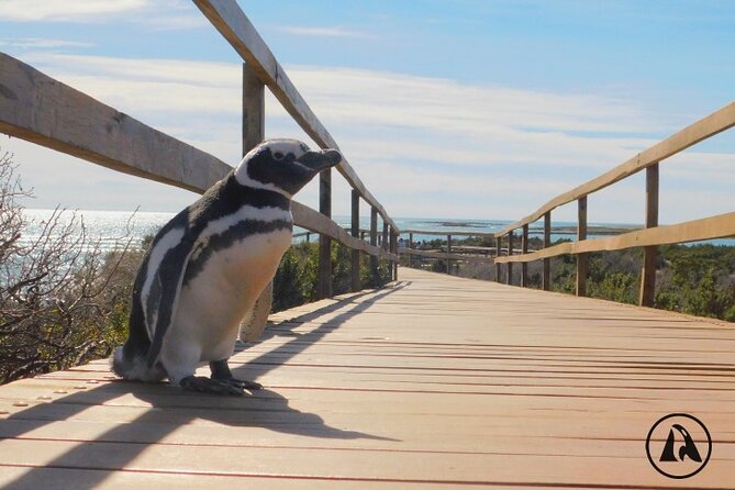 Punta Tombo With Puerto Madryn Shore Excursions Tours - Accessibility and Group Size