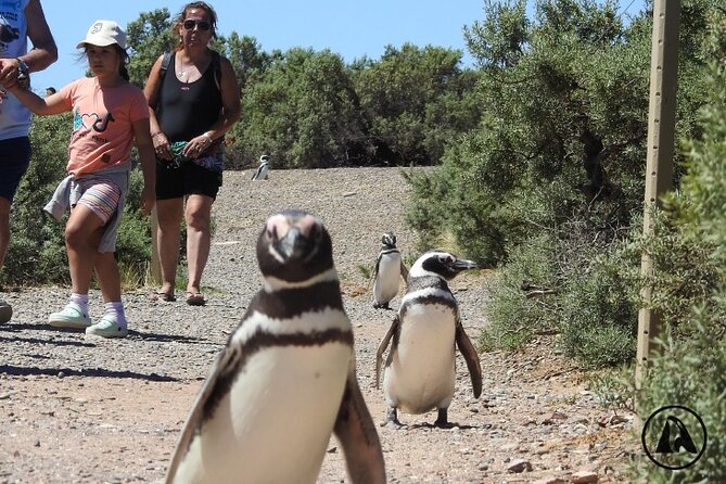 Punta Tombo With Puerto Madryn Shore Excursions Tours - Tour Duration and Scheduling