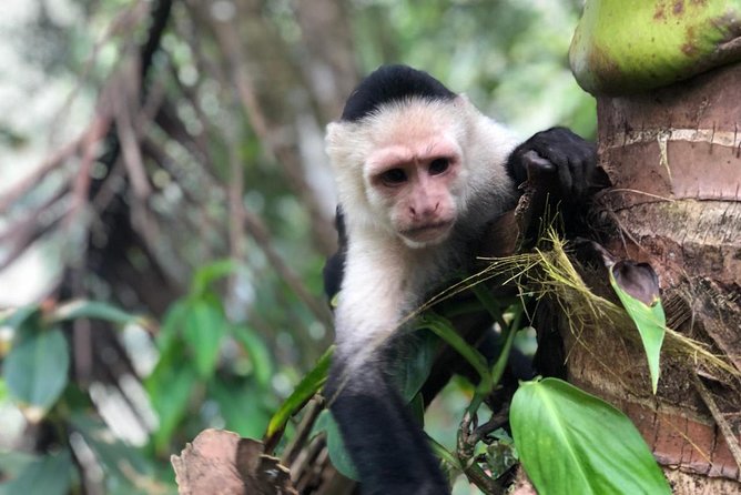 Puntarenas Shore Excursion: Rainforest Skywalk & Tarcoles River Eco Cruise - Puntarenas Shopping Opportunity
