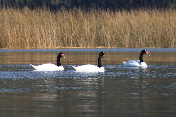 Punucapa Nature Sanctuary, Wetlands, Biodiversity and Culture - Discovering the Wetlands of Valdivia