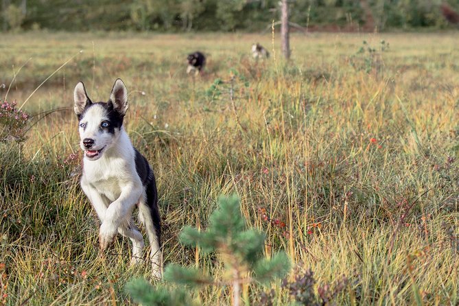 Puppy Training Experience at a Husky Farm in Tromso - Alaskan Husky Dog-Sled Farm