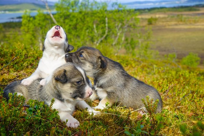 Puppy Training Experience at a Husky Farm in Tromso - Meeting Alaskan Husky Puppies