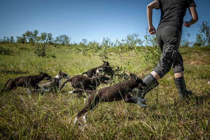 Puppy Training Experience at a Husky Farm in Tromso - Puppy Training and Exercises