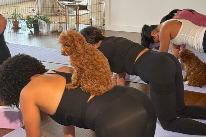 Puppy Yoga Private Groups - The Itinerary: What to Expect