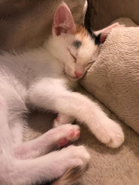 PURE HAPPINESS: A PURR-FECT CAT EXPERIENCE ! - Frequently Asked Questions