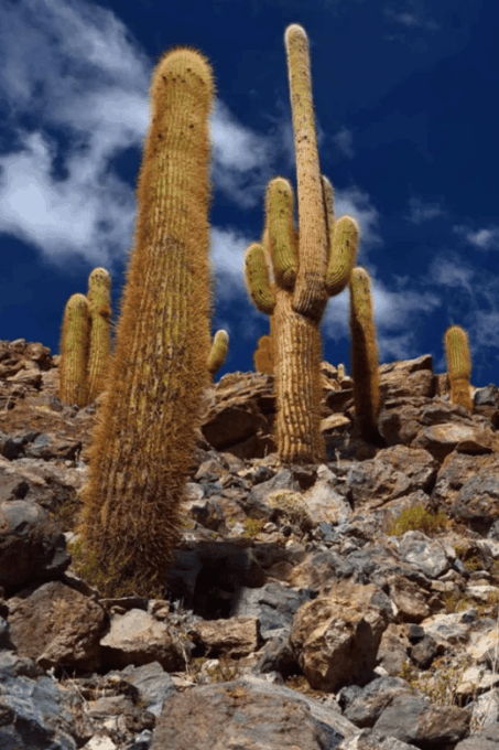 Purilibre: Trekking With Ancient Cacti and Medicinal Waters - Stunning Landscapes
