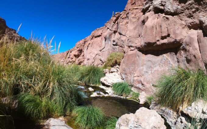 Purilibre: Trekking With Ancient Cacti and Medicinal Waters - Therapeutic Waters