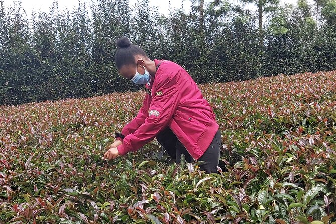 Purple Tea Farm Tour From Nairobi City - Specialty Tea Tasting - Cancellation Policy