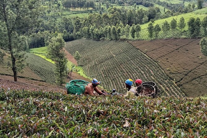 Purple Tea Farm Tour From Nairobi City - Specialty Tea Tasting - Reviews and Ratings