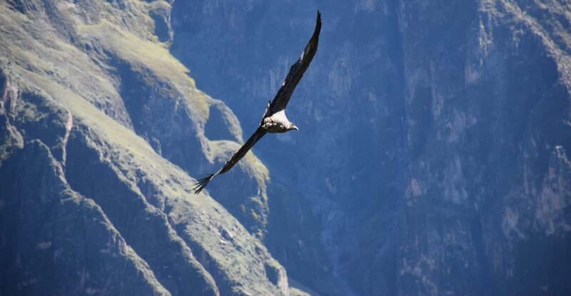 Puruña Stone Forest + 2 Days / 1 Night Colca Valley - Itinerary Highlights