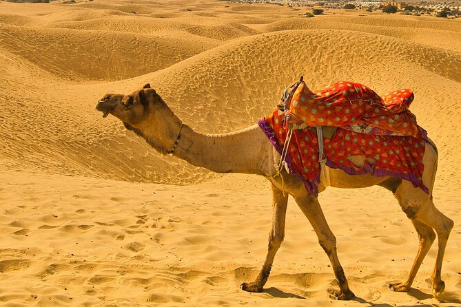 Pushkar Camel Safari Adventure - Host Response