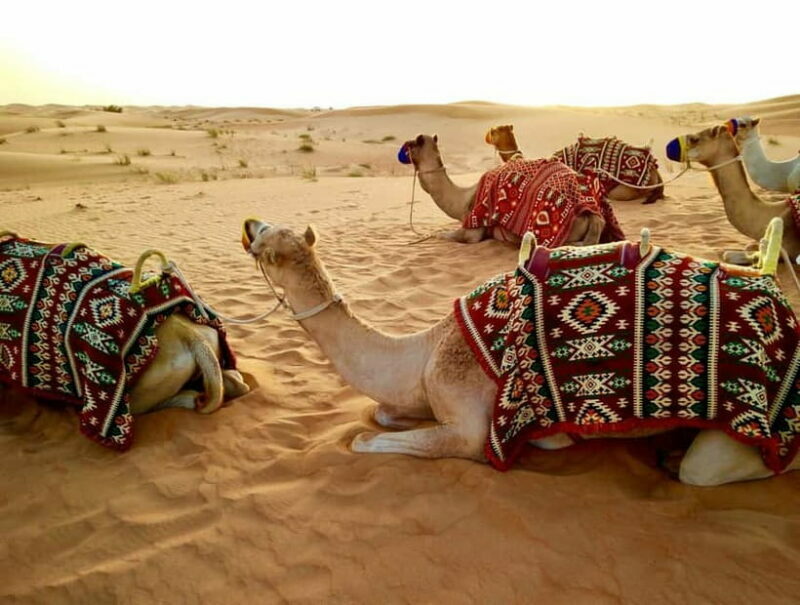 Pushkar: Camel Sunset Safari Adventure - The Pricing and Value
